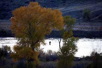 Missouri River fly fishing, Glacier National Park